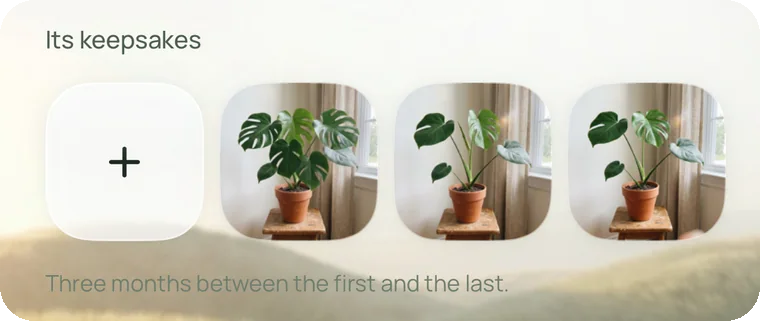 Its keepsakes: three photos of the monstera, “Three months between the first and the last.”